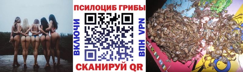 Купить где  Шиханы  Псилоцибиновые грибы Cubensis 
